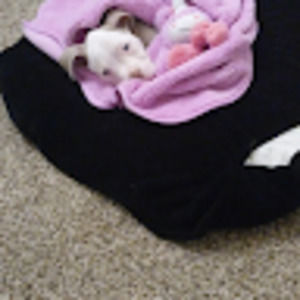 Meet your Posher, Tom